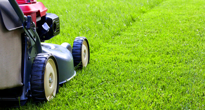 Как выполняется стрижки газона и особенности технологии