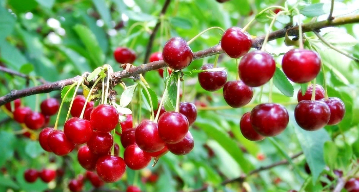 Як правильно вирощувати вишню та декілька порад