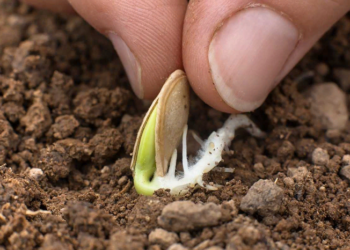 Preparing old seeds: rules, tips and tricks