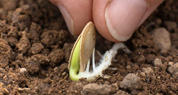 Preparing old seeds: rules, tips and tricks