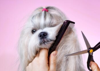 Почему груминг необходим для домашнего животного, чем он полезен