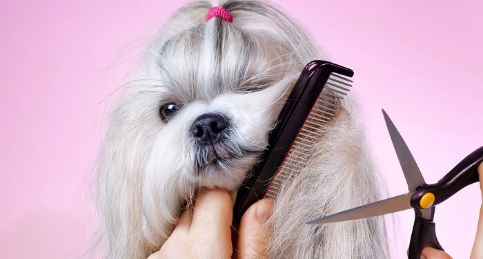 Почему груминг необходим для домашнего животного, чем он полезен