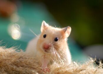 Как мы всем общежитием искали моего хомяка – Рони