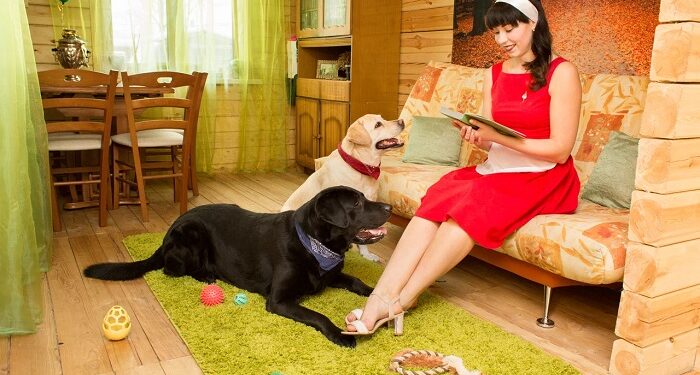 Догляд за тимчасовими підопічними: важлива інформація про перетримку тварин