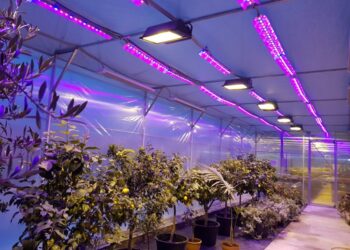 Використання фітострічки для рослин у зимовий період