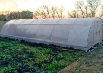 Історія використання тепличних плівок: від примітивних укриттів до технологічних рішень