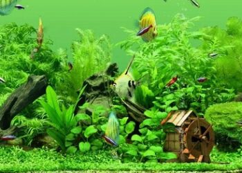 Разбираемся в видах аквариумов