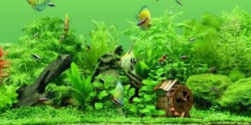 Разбираемся в видах аквариумов