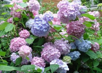 Гортензії в Україні: різноманіття сортів і способи вирощування