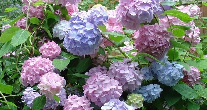 Гортензії в Україні: різноманіття сортів і способи вирощування