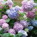 Гортензії в Україні: різноманіття сортів і способи вирощування
