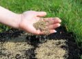 Газонне насіння від Progreen: переваги, різновиди та правила вирощування