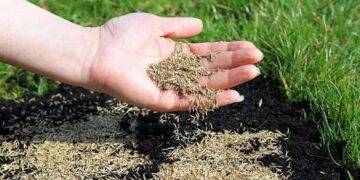 Газонне насіння від Progreen: переваги, різновиди та правила вирощування