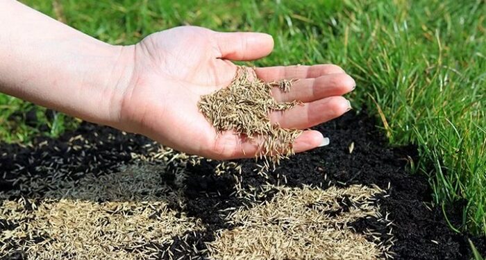 Газонне насіння від Progreen: переваги, різновиди та правила вирощування