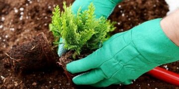 Как посадить туи: от выбора подходящего места до особенностей ухода