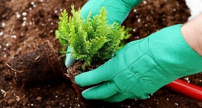 Как посадить туи: от выбора подходящего места до особенностей ухода