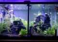 Как разнообразить свой аквариум