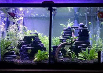 Как разнообразить свой аквариум