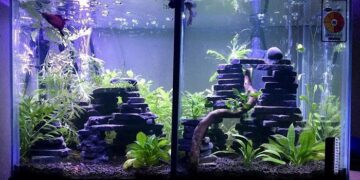 Как разнообразить свой аквариум