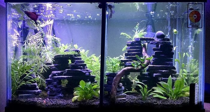 Как разнообразить свой аквариум